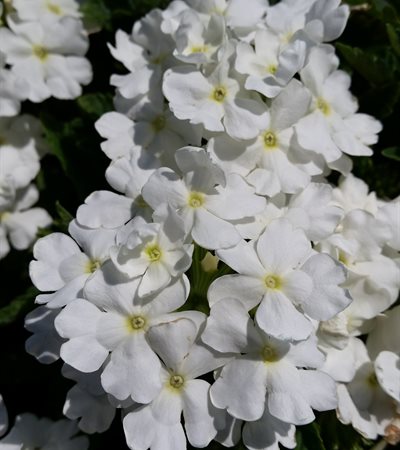 Verbena Lanai® White